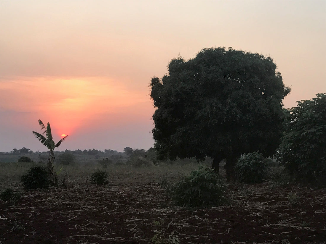 Yobel’s Beginnings: Canaan Farm Part 1